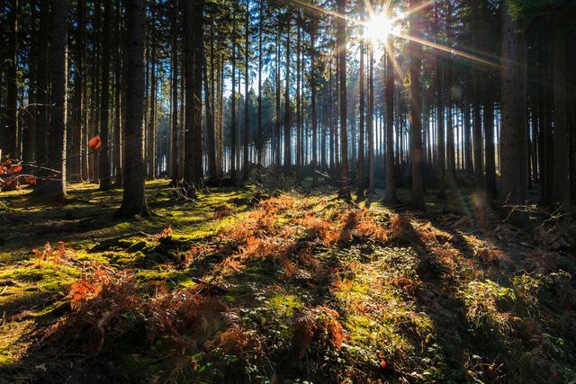Nationalpark Arnsberger Wald